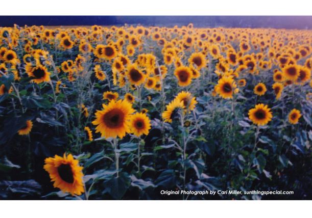 SunthingSpecial_fieldofsunflowers