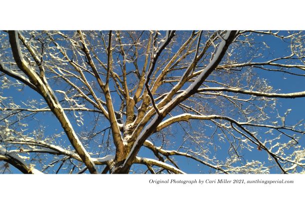 SunthingSpecial_winter tree