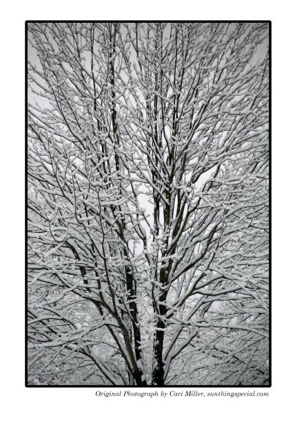 SunthingSpecial_snowytree