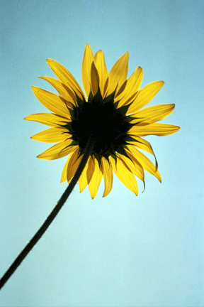 sunthingspecial_sunflower_southwest